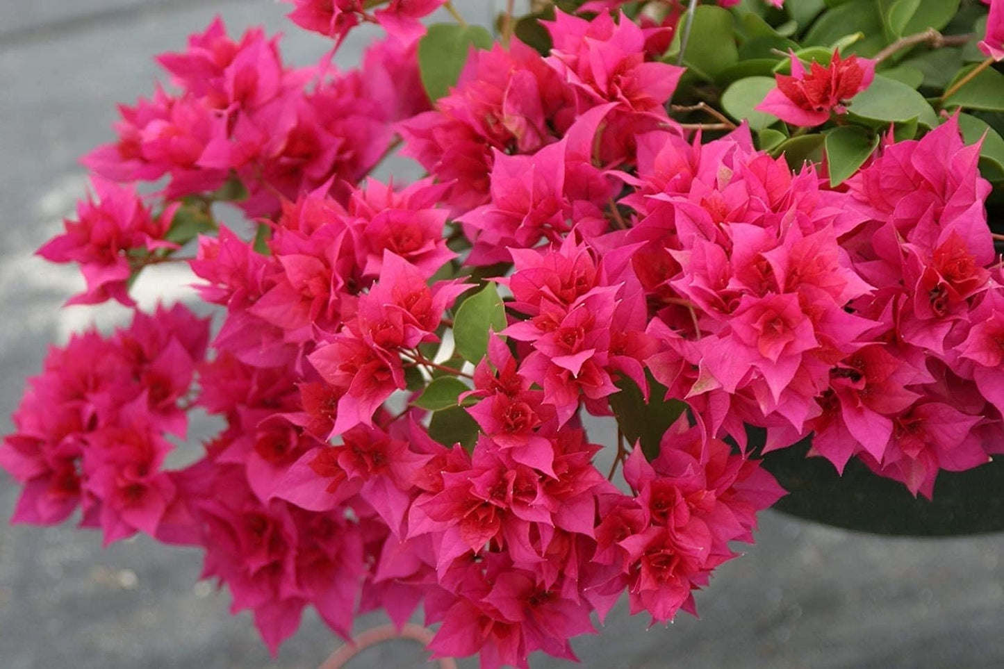 Red Bougainvillea Live Plants - 2 (Two) Live Red Bougainvillea Flower Plants - Live Flower Plants - Bougainvillea Plant
