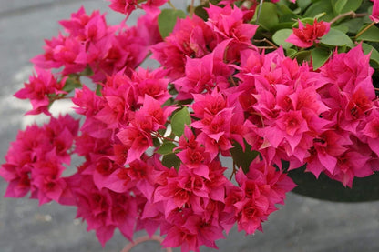 Red Bougainvillea Live Plants - 2 (Two) Live Red Bougainvillea Flower Plants - Live Flower Plants - Bougainvillea Plant