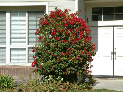 Red Bougainvillea Live Plants - 2 (Two) Live Red Bougainvillea Flower Plants - Live Flower Plants - Bougainvillea Plant