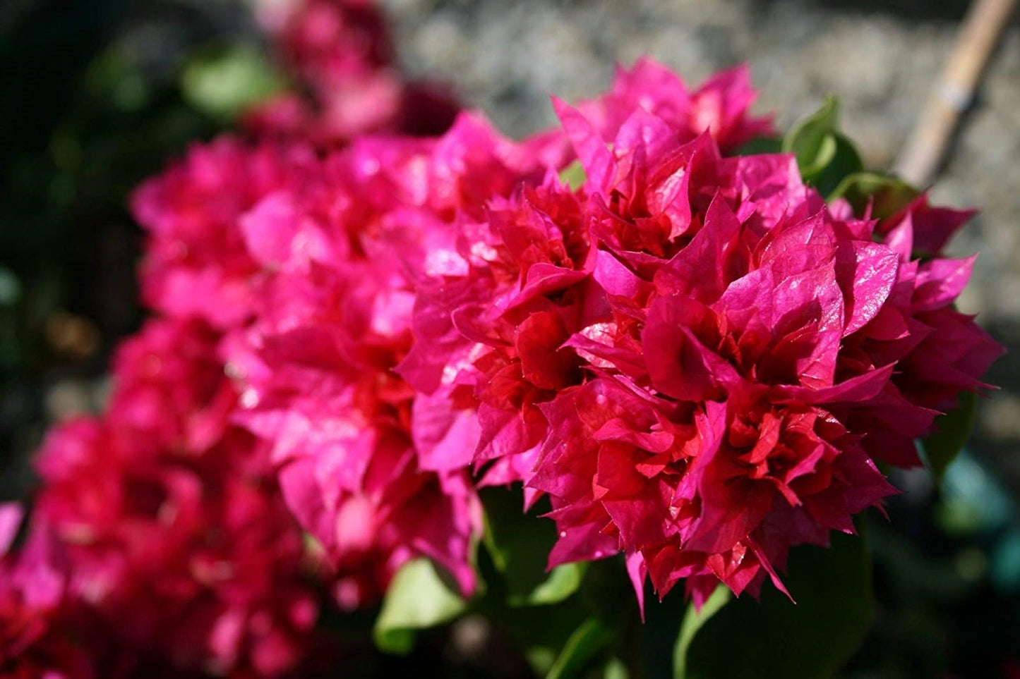Red Bougainvillea Live Plants - 2 (Two) Live Red Bougainvillea Flower Plants - Live Flower Plants - Bougainvillea Plant