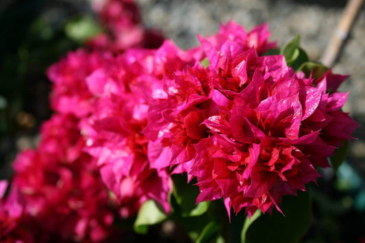 Red Bougainvillea Live Plants - 2 (Two) Live Red Bougainvillea Flower Plants - Live Flower Plants - Bougainvillea Plant