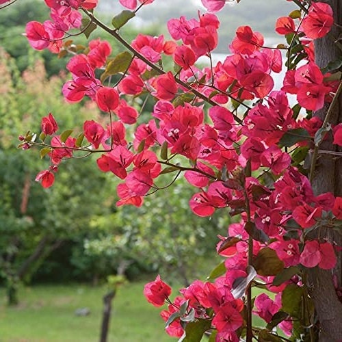Bougainvillea Live Plant - 2 (Two) Live Barbara Karst Bougainvillea Starter Plants - Bright Red Bougainvillea Plant - Live Flower Plants