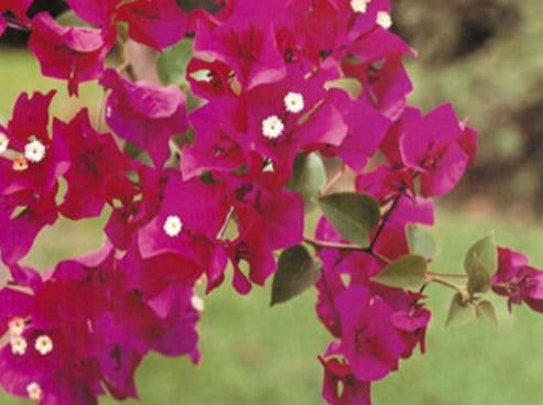Bougainvillea Live Plant - 2 (Two) Live Barbara Karst Bougainvillea Starter Plants - Bright Red Bougainvillea Plant - Live Flower Plants