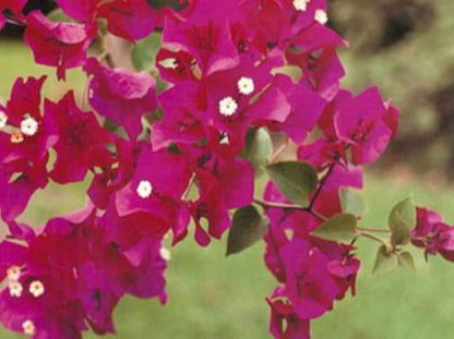 Bougainvillea Live Plant - 2 (Two) Live Barbara Karst Bougainvillea Starter Plants - Bright Red Bougainvillea Plant - Live Flower Plants