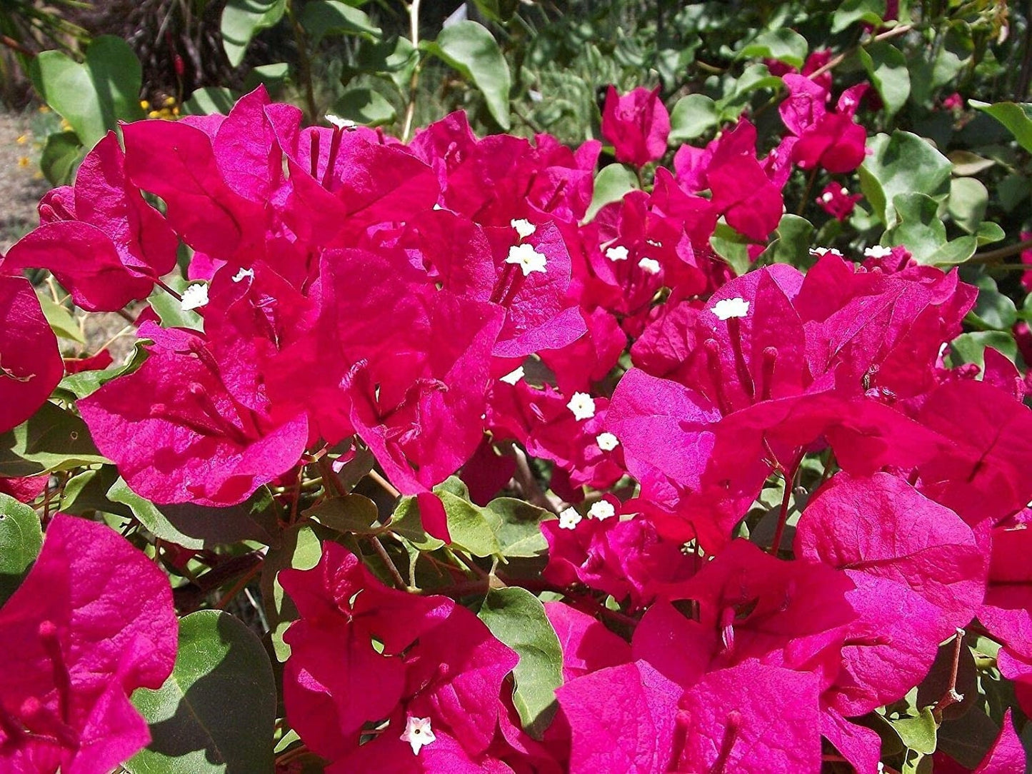 Bougainvillea Live Plant - 2 (Two) Live Barbara Karst Bougainvillea Starter Plants - Bright Red Bougainvillea Plant - Live Flower Plants