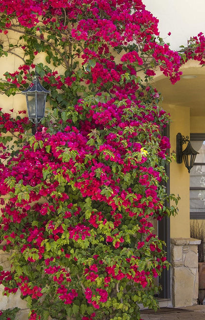 Bougainvillea Live Plant - 2 (Two) Live Barbara Karst Bougainvillea Starter Plants - Bright Red Bougainvillea Plant - Live Flower Plants