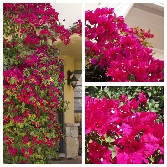 Bougainvillea Live Plant - 2 (Two) Live Barbara Karst Bougainvillea Starter Plants - Bright Red Bougainvillea Plant - Live Flower Plants