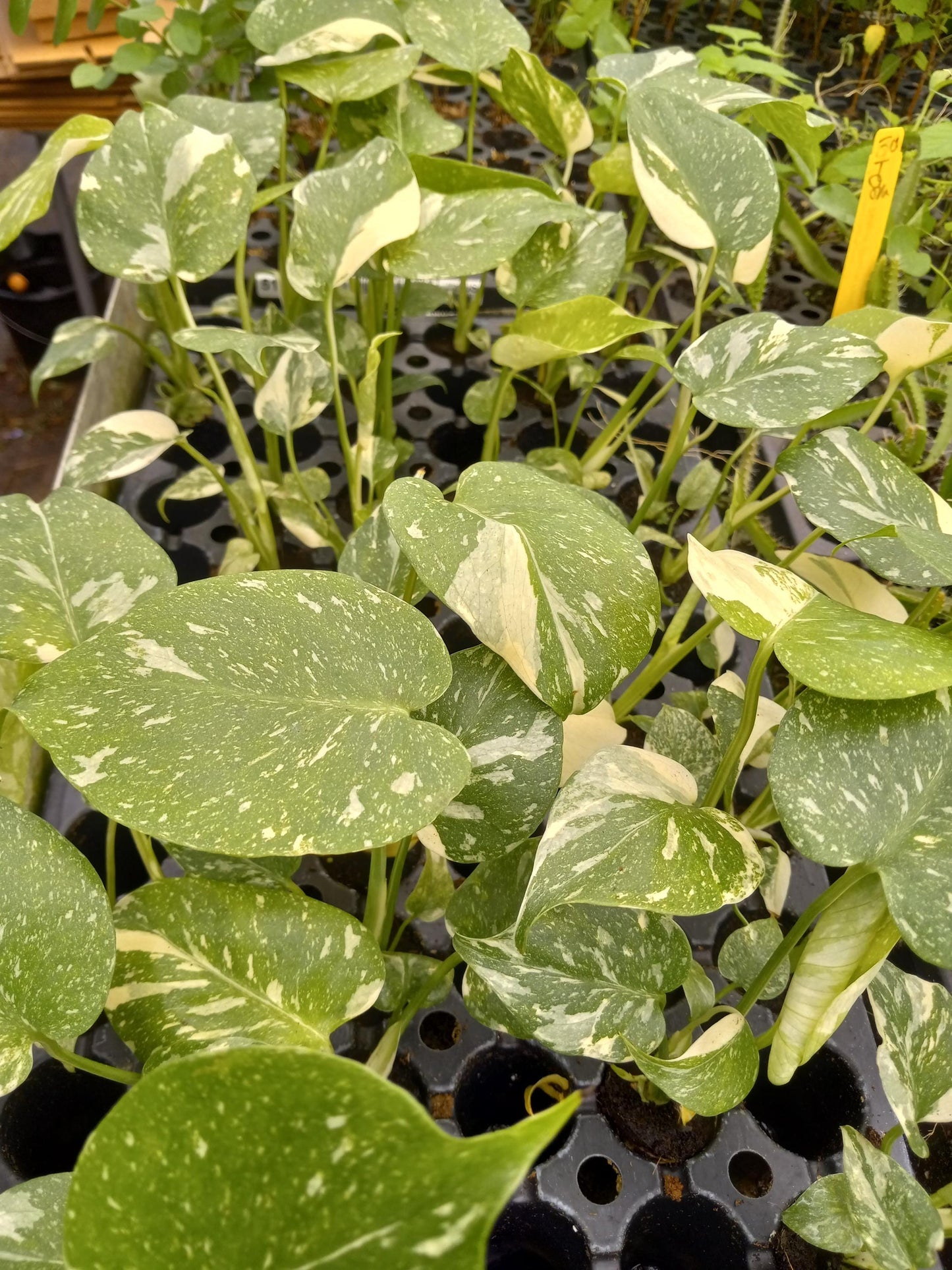 Monstera Thai Constellation Plant - 4-6 Inches Tall Starter Plant - RARE House Plant - Monstera Live Plant - Eco-Friendly Shipping