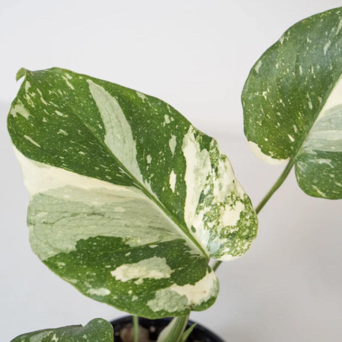 Monstera Thai Constellation Plant - 4-6 Inches Tall Starter Plant - RARE House Plant - Monstera Live Plant - Eco-Friendly Shipping