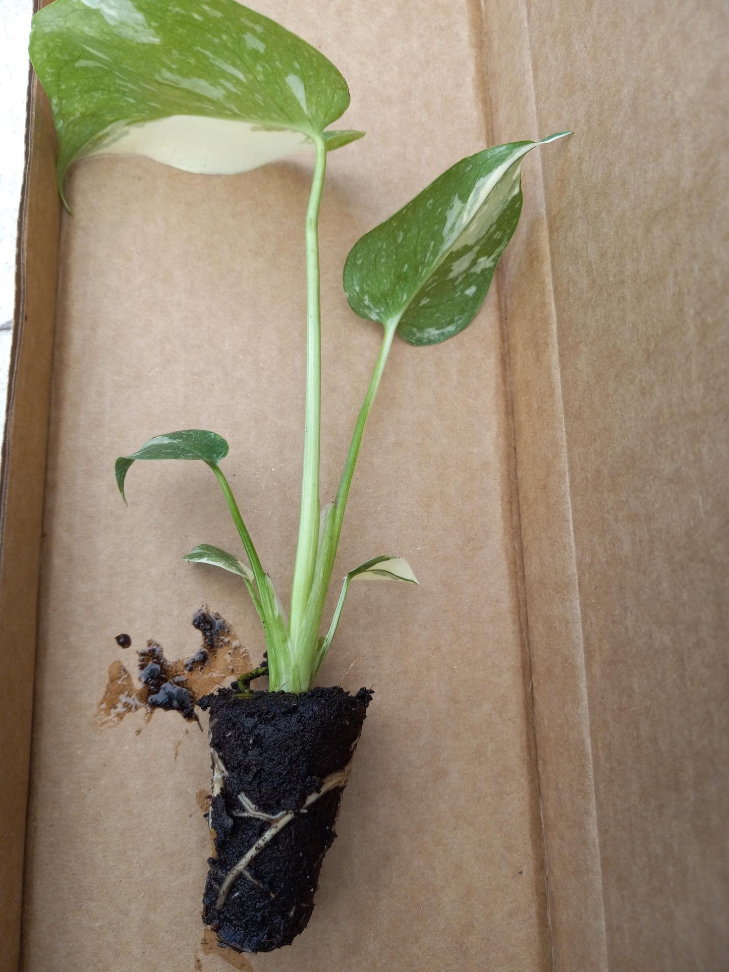 Monstera Thai Constellation Plant - 4-6 Inches Tall Starter Plant - RARE House Plant - Monstera Live Plant - Eco-Friendly Shipping