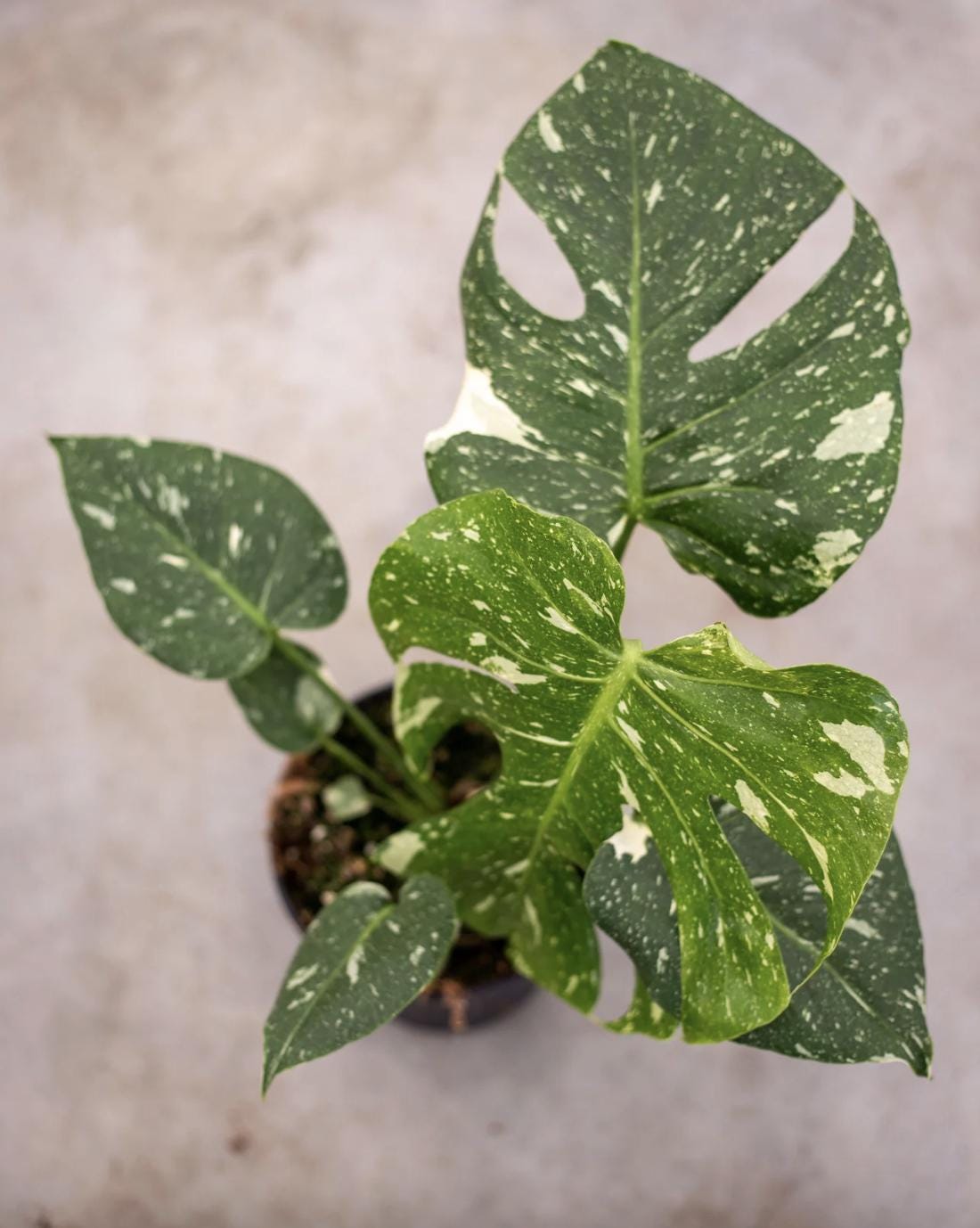 Monstera Thai Constellation Plant - 4-6 Inches Tall Starter Plant - RARE House Plant - Monstera Live Plant - Eco-Friendly Shipping