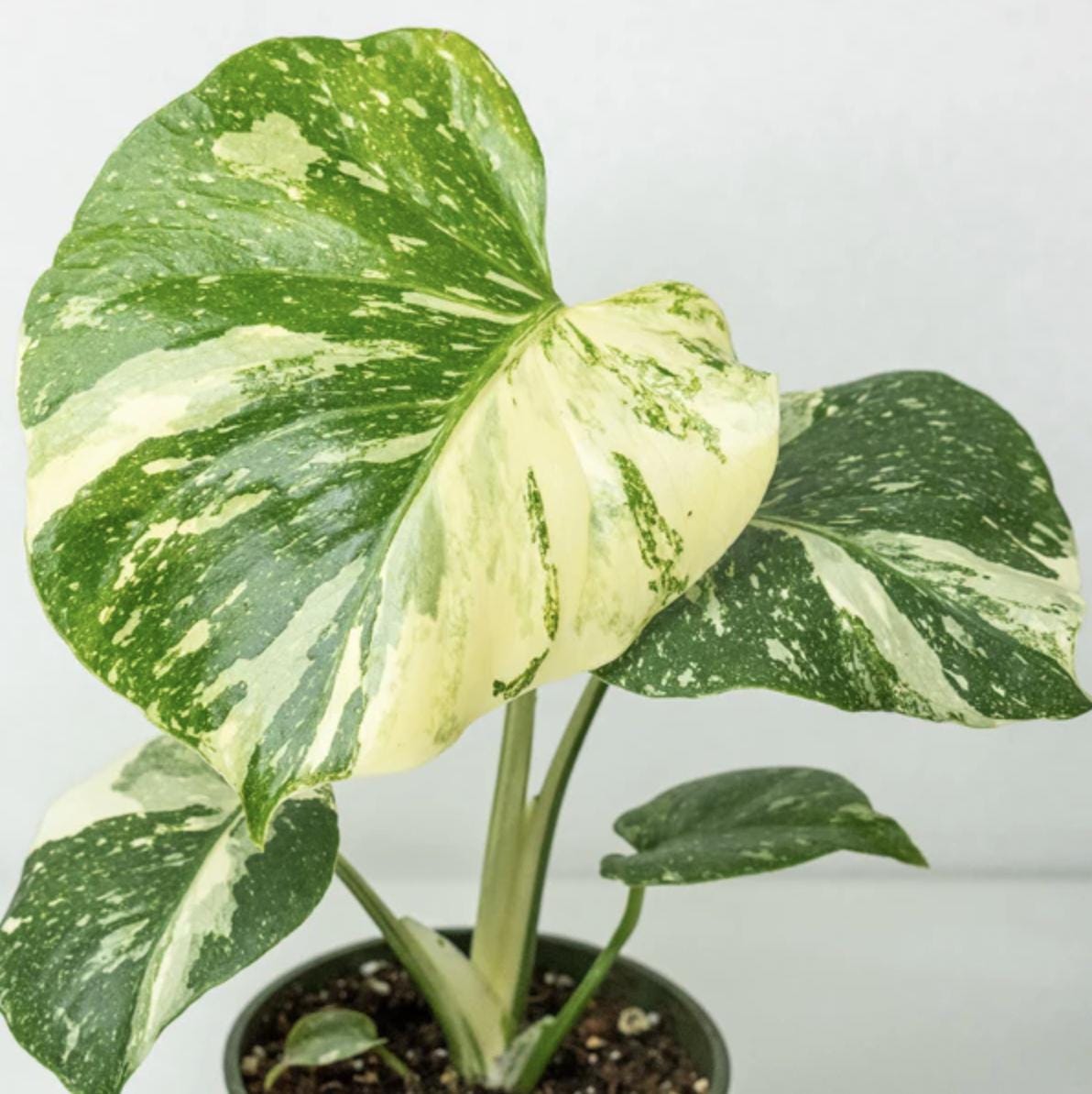 Monstera Thai Constellation Plant - 4-6 Inches Tall Starter Plant - RARE House Plant - Monstera Live Plant - Eco-Friendly Shipping