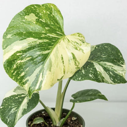 Monstera Thai Constellation Plant - 4-6 Inches Tall Starter Plant - RARE House Plant - Monstera Live Plant - Eco-Friendly Shipping