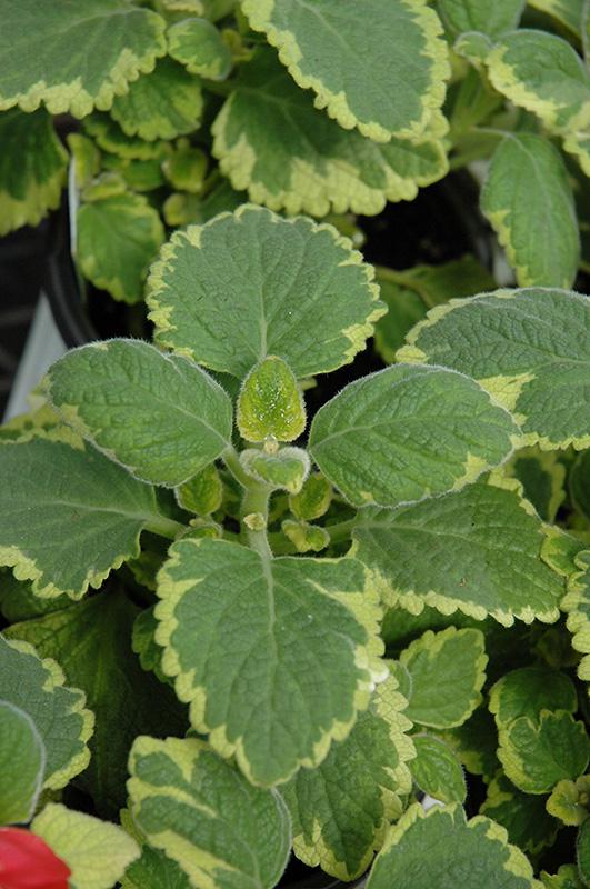Live Lemon Twist Plectranthus Plant - 5-8 Inches Tall - Aromatic And Ornamental - Thrives in Gardens & Containers - Easy to Grow
