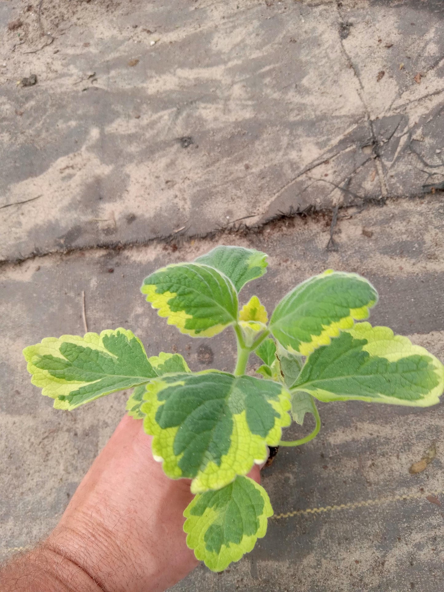 Live Lemon Twist Plectranthus Plant - 5-8 Inches Tall - Aromatic And Ornamental - Thrives in Gardens & Containers - Easy to Grow