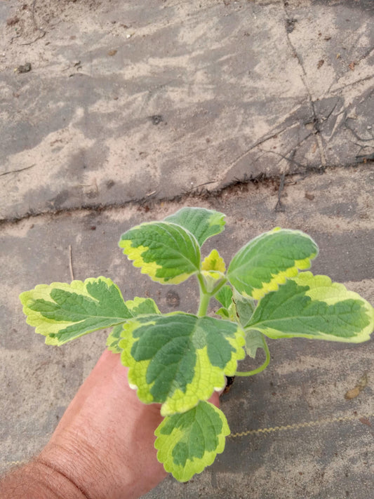 Live Lemon Twist Plectranthus Plant - 5-8 Inches Tall - Aromatic And Ornamental - Thrives in Gardens & Containers - Easy to Grow