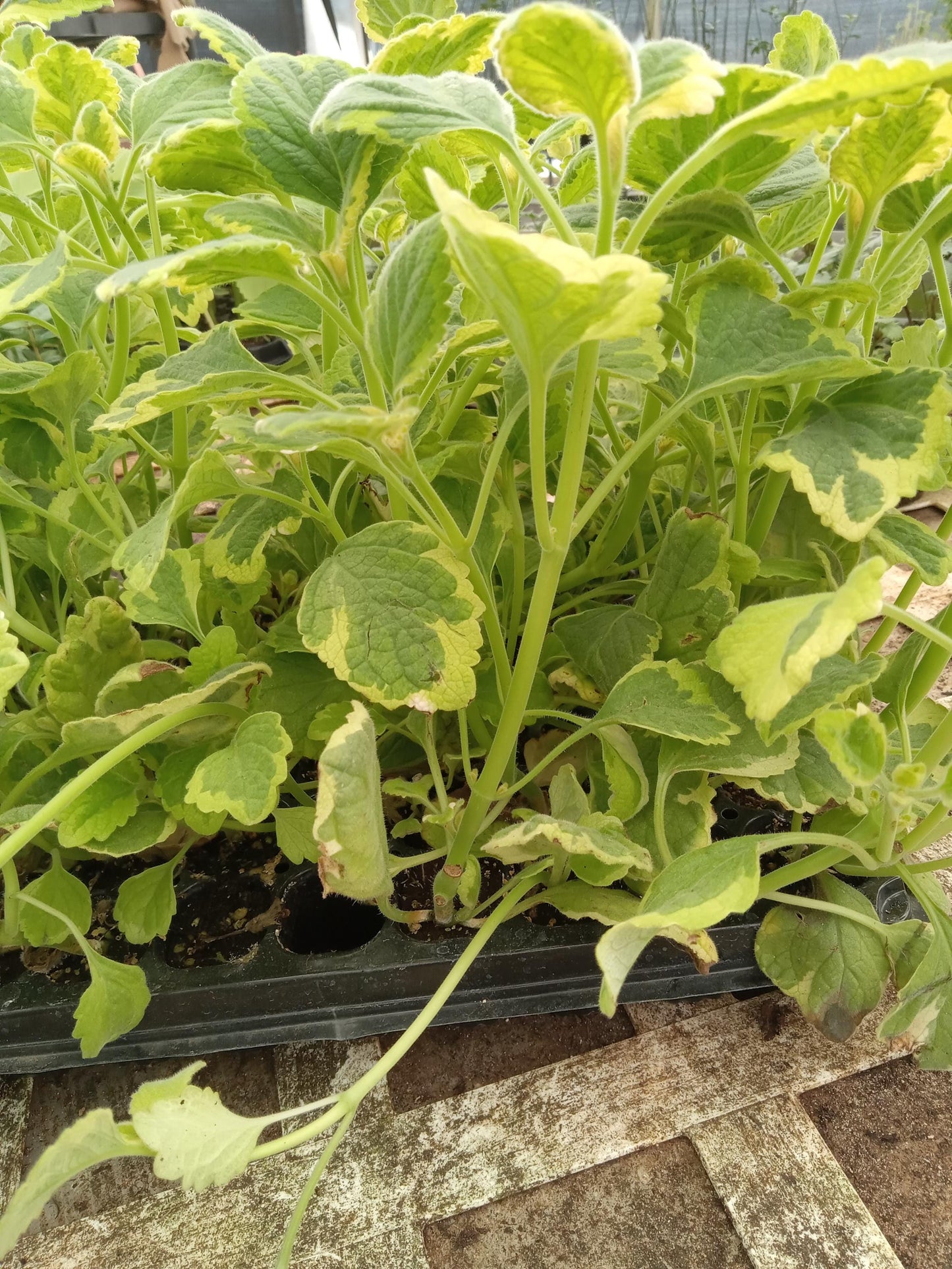 Live Lemon Twist Plectranthus Plant - 5-8 Inches Tall - Aromatic And Ornamental - Thrives in Gardens & Containers - Easy to Grow