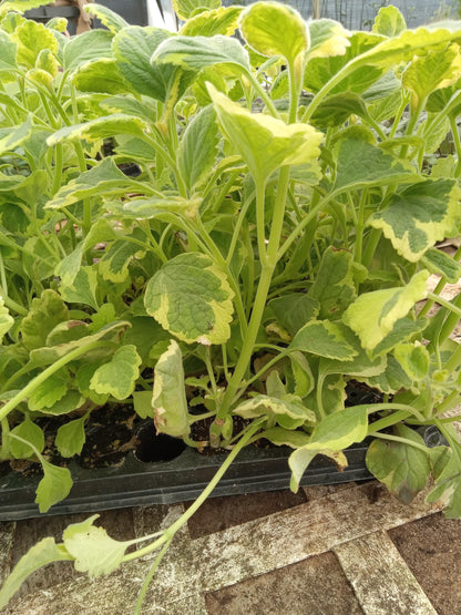 Live Lemon Twist Plectranthus Plant - 5-8 Inches Tall - Aromatic And Ornamental - Thrives in Gardens & Containers - Easy to Grow