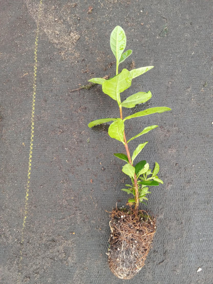 Live Pineapple Guava Plant – 4-6 Inches – Exotic Fruit Tree with Fragrant Flowers, Sweet Tropical Fruit – Thrives in Gardens, Containers