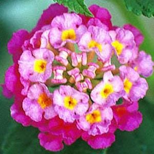 Lantana "Athens Rose" Live Starter Plants | 4-6 Inches Tall | Butterfly Attractant, Drought-Tolerant, Great for Containers