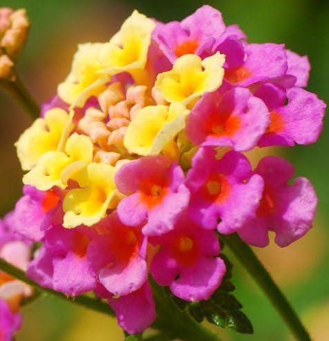 Lantana "Athens Rose" Live Starter Plants | 4-6 Inches Tall | Butterfly Attractant, Drought-Tolerant, Great for Containers