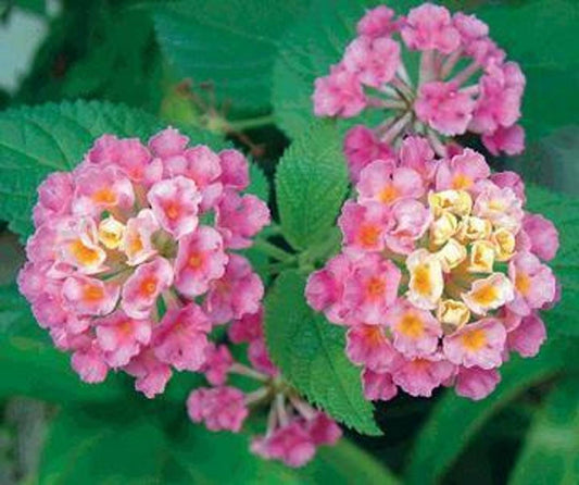 Lantana "Athens Rose" Live Starter Plants | 4-6 Inches Tall | Butterfly Attractant, Drought-Tolerant, Great for Containers
