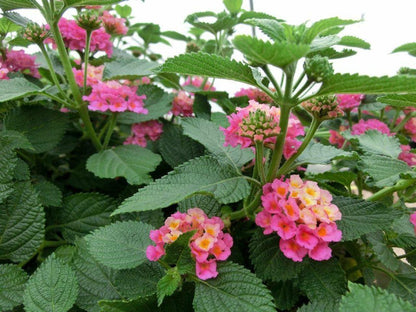 Lantana "Athens Rose" Live Starter Plants | 4-6 Inches Tall | Butterfly Attractant, Drought-Tolerant, Great for Containers