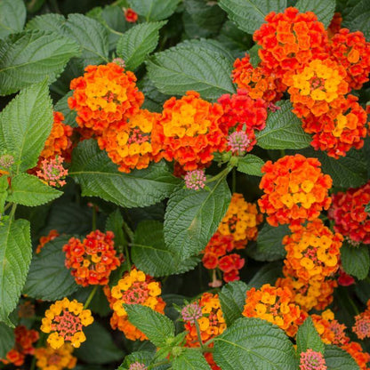 Lantana "Bright Orange" Live Starter Plants | 4-6 Inches Tall | Attracts Butterflies, Ideal for Containers, Drought-Tolerant