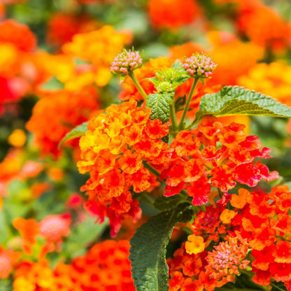 Lantana "Bright Orange" Live Starter Plants | 4-6 Inches Tall | Attracts Butterflies, Ideal for Containers, Drought-Tolerant