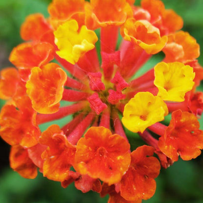 Lantana "Bright Orange" Live Starter Plants | 4-6 Inches Tall | Attracts Butterflies, Ideal for Containers, Drought-Tolerant