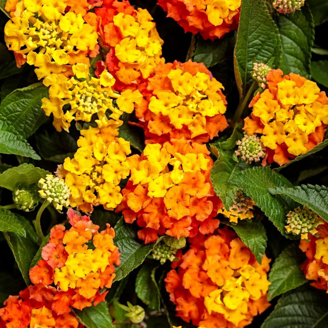 Lantana "Bright Orange" Live Starter Plants | 4-6 Inches Tall | Attracts Butterflies, Ideal for Containers, Drought-Tolerant