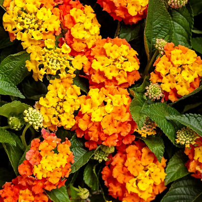 Lantana "Bright Orange" Live Starter Plants | 4-6 Inches Tall | Attracts Butterflies, Ideal for Containers, Drought-Tolerant