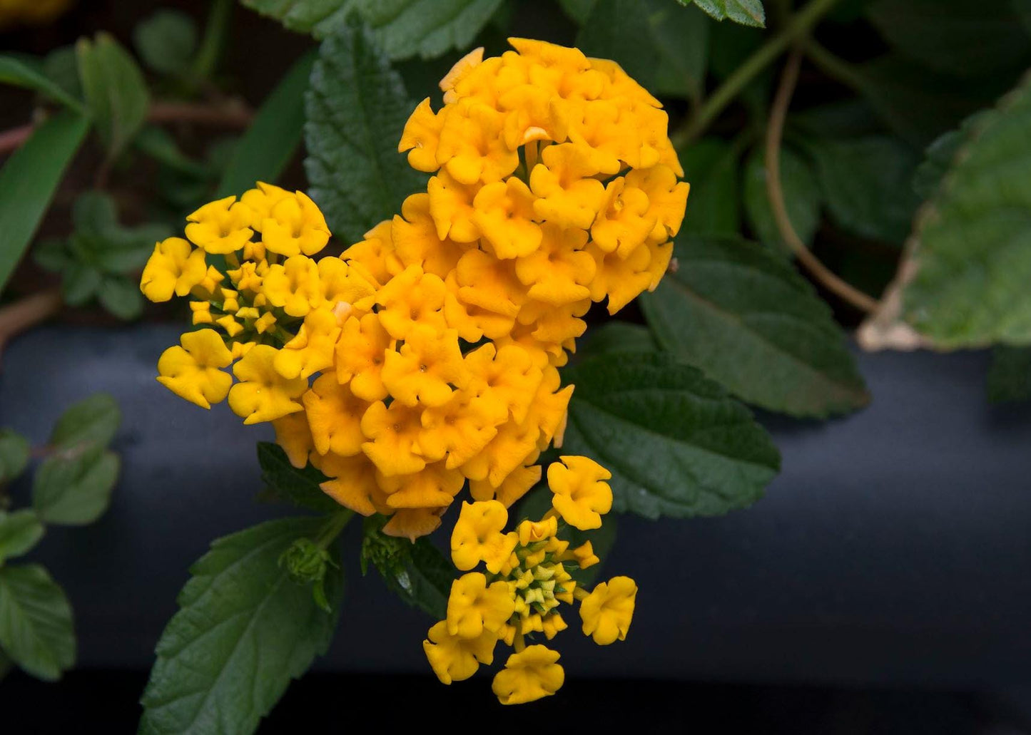 Lantana "Chapel Hill Gold" Live Starter Plants | 4-6 Inches Tall | Pollinator-Friendly, Container-Friendly, Easy Care