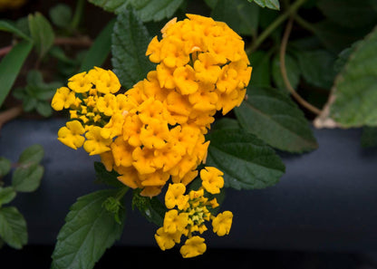 Lantana "Chapel Hill Gold" Live Starter Plants | 4-6 Inches Tall | Pollinator-Friendly, Container-Friendly, Easy Care