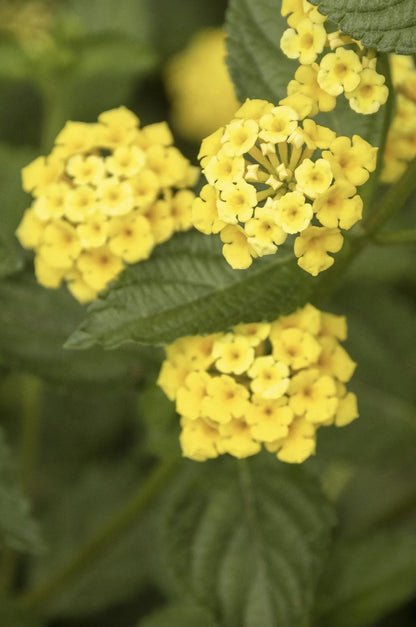 Lantana "Chapel Hill Gold" Live Starter Plants | 4-6 Inches Tall | Pollinator-Friendly, Container-Friendly, Easy Care