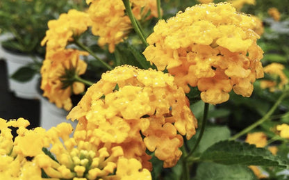 Lantana "Chapel Hill Yellow" Live Starter Plants | 4-6 Inches Tall | Pollinator-Friendly, Ideal for Containers, Low Maintenance