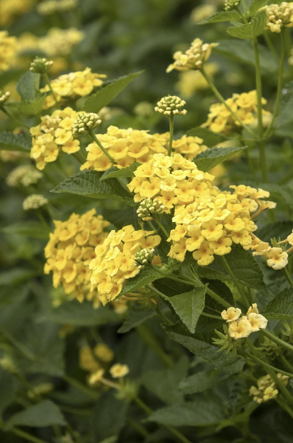 Lantana "Chapel Hill Yellow" Live Starter Plants | 4-6 Inches Tall | Pollinator-Friendly, Ideal for Containers, Low Maintenance