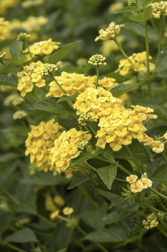Lantana "Chapel Hill Yellow" Live Starter Plants | 4-6 Inches Tall | Pollinator-Friendly, Ideal for Containers, Low Maintenance