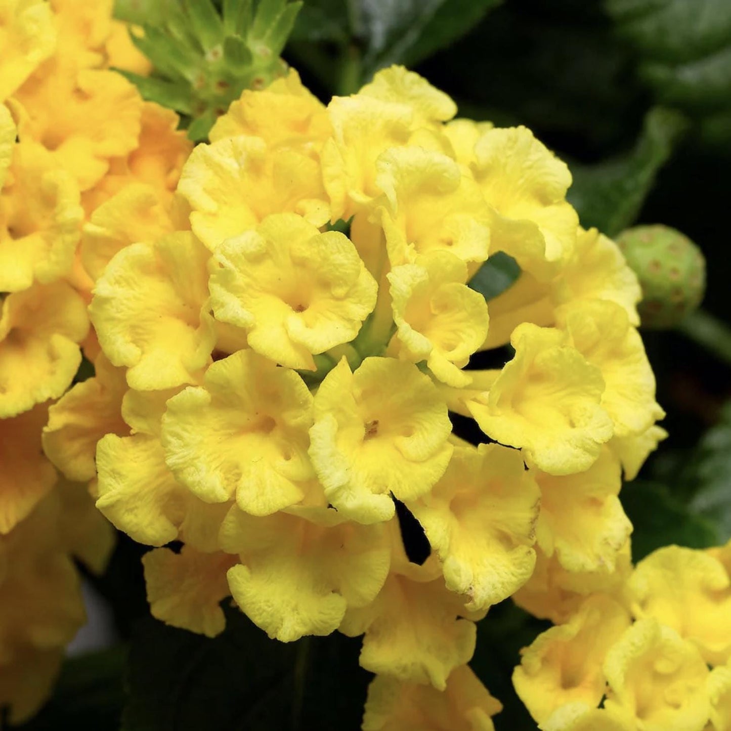 Lantana "Chapel Hill Yellow" Live Starter Plants | 4-6 Inches Tall | Pollinator-Friendly, Ideal for Containers, Low Maintenance