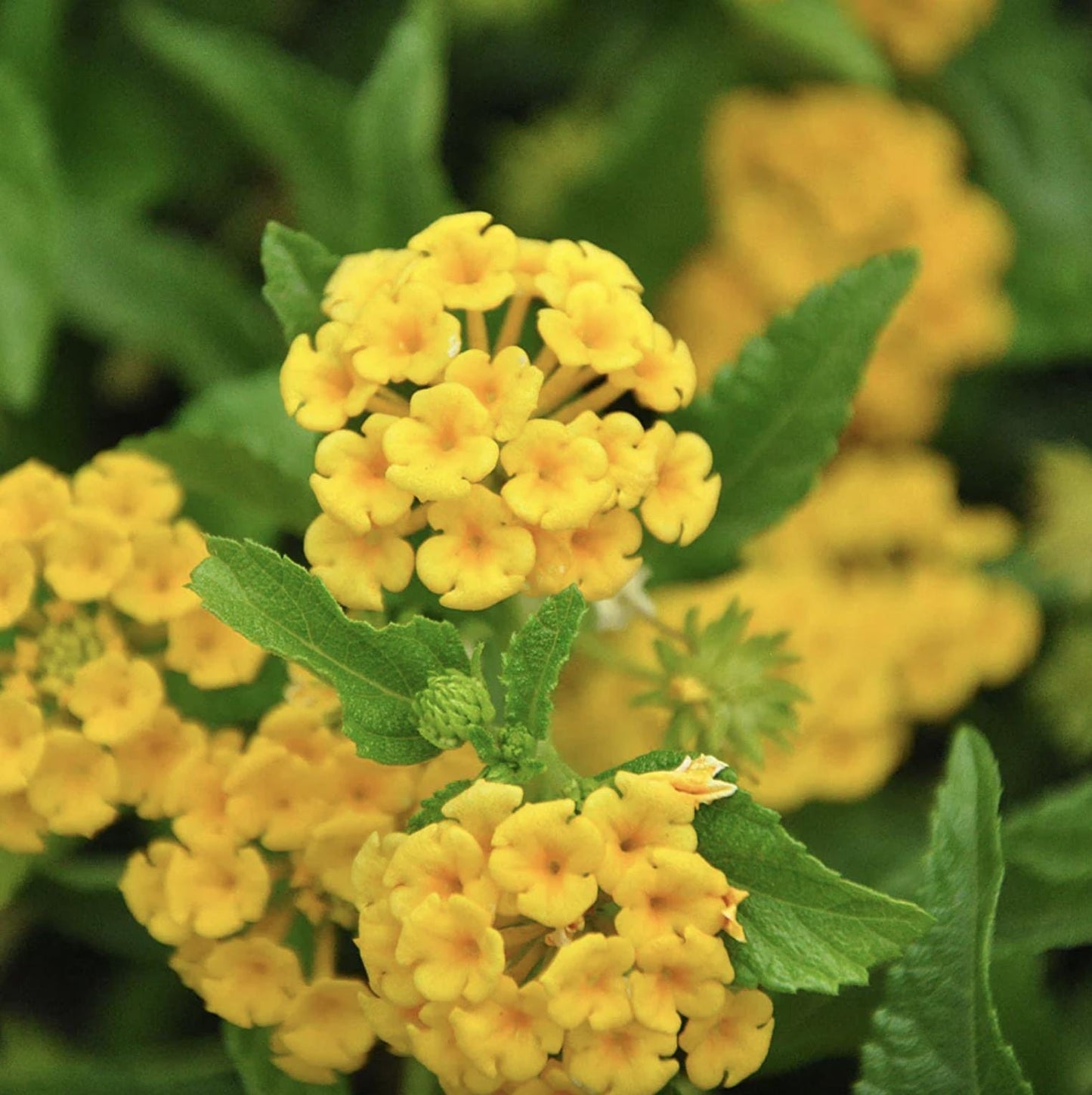Lantana "Chapel Hill Yellow" Live Starter Plants | 4-6 Inches Tall | Pollinator-Friendly, Ideal for Containers, Low Maintenance