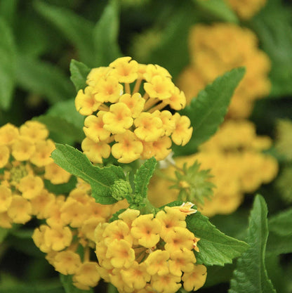 Lantana "Chapel Hill Yellow" Live Starter Plants | 4-6 Inches Tall | Pollinator-Friendly, Ideal for Containers, Low Maintenance
