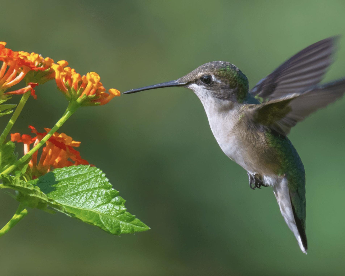 Lantana "Dallas Red" Live Starter Plants | 4-6 Inches Tall | Attracts Butterflies, Perfect for Containers, Low Maintenance
