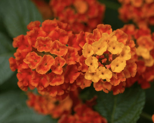Lantana "Dallas Red" Live Starter Plants | 4-6 Inches Tall | Attracts Butterflies, Perfect for Containers, Low Maintenance