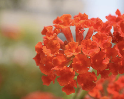 Lantana "Dallas Red" Live Starter Plants | 4-6 Inches Tall | Attracts Butterflies, Perfect for Containers, Low Maintenance