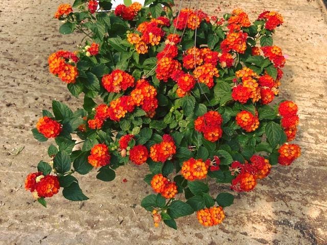 Lantana Plants Live - Fireworks Pack of 3 Lantana Live Plants for Planting - 4-6 Inches Tall - Attracts Butterflies, Perfect for Containers