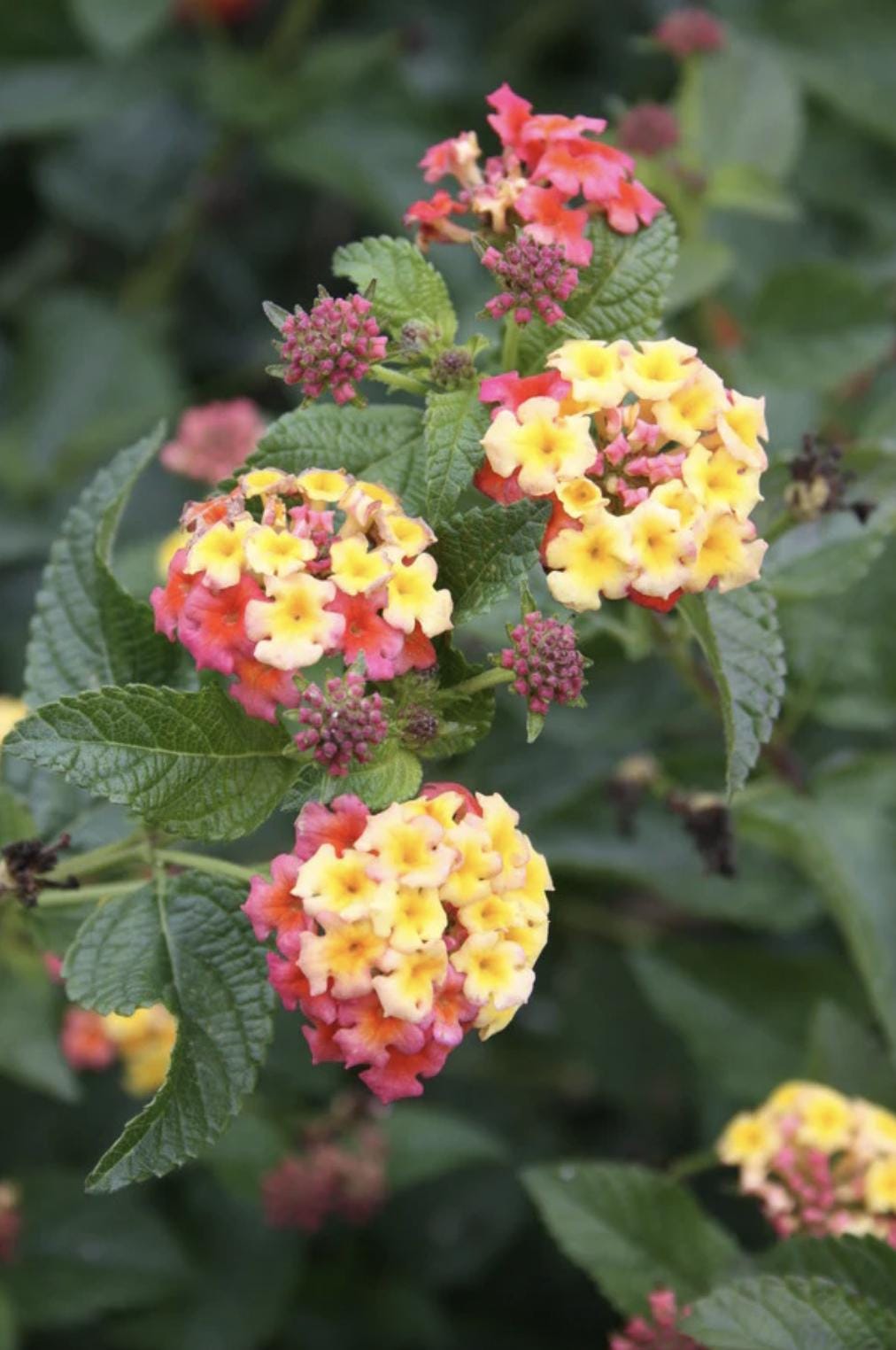 Lantana Plants Live - Ham and Eggs Pack of 3 Lantana Live Plants for Planting - 4-6 Inches Tall - Attracts Butterflies