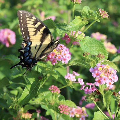 Lantana Plants Live - Ham and Eggs Pack of 3 Lantana Live Plants for Planting - 4-6 Inches Tall - Attracts Butterflies