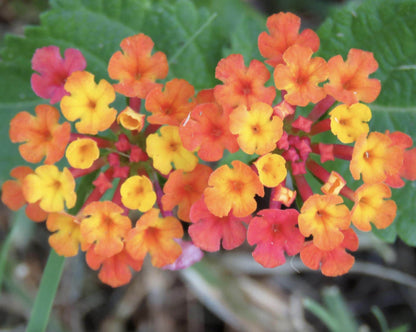 Lantana Irene Live Plants (Pack of 3): Purple & Gold Blooms