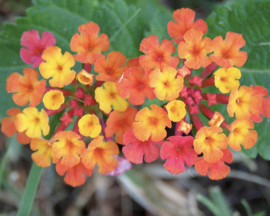 Lantana Irene Live Plants (Pack of 3): Purple & Gold Blooms