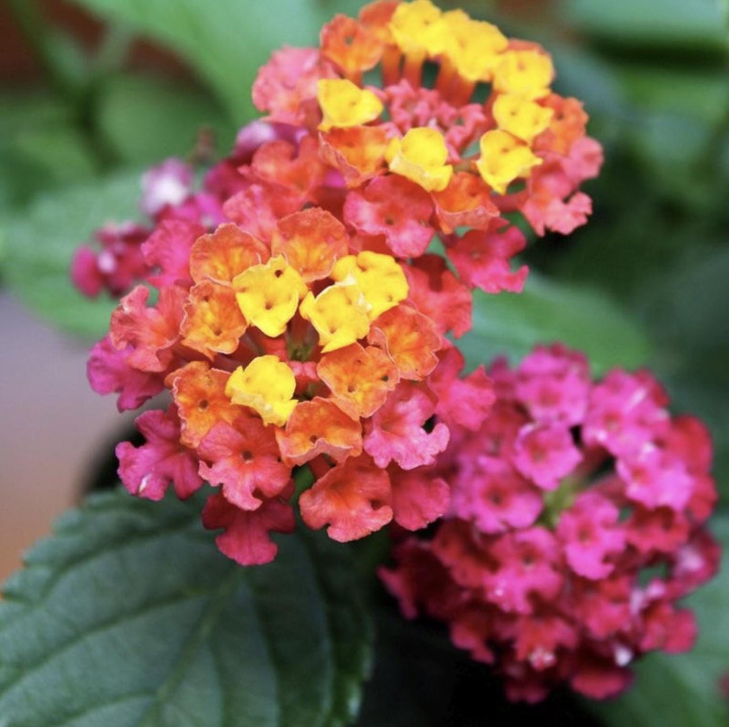 Lantana Irene Live Plants (Pack of 3): Purple & Gold Blooms